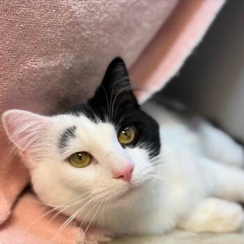 Cool Guy -  Domestic Short Hair Cat for Adoption in Pittsburgh, Pennsylvania - Cool Guy | PetCurious