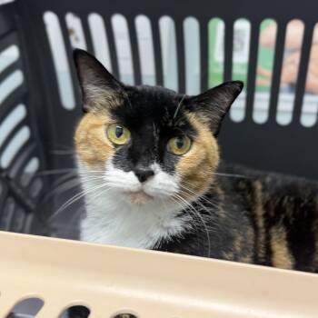 Mariposa -  Domestic Short Hair Cat for Adoption in Sweetwater, Tennessee - Mariposa | PetCurious