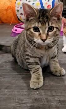 Rescue Domestic Short Hair Cats for Adoption in Hamilton, Ontario - Fiona | PetCurious