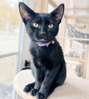 Rescue Bombay and Domestic Short Hair Cats for Adoption in Philadelphia, Pennsylvania - Captain Chaos *bonded With Dennis The Menace* | PetCurious