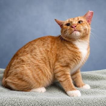 Orange Boy -  Domestic Short Hair Cat for Adoption in San Antonio, Texas - Orange Boy | PetCurious