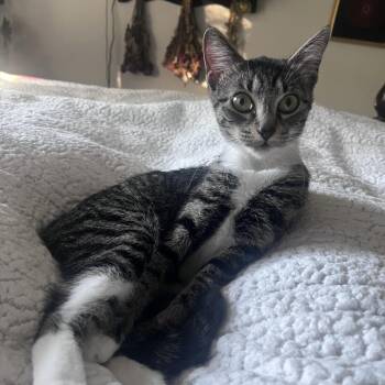 Lily Anne -  Domestic Short Hair Cat for Adoption in Roswell, Georgia - Lily Anne | PetCurious