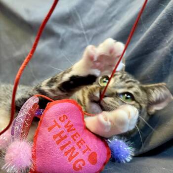 American Shorthair Cats Available for Adoption - Stark | PetCurious