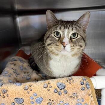 Domestic Short Hair Cats Available for Adoption - Cavill | PetCurious