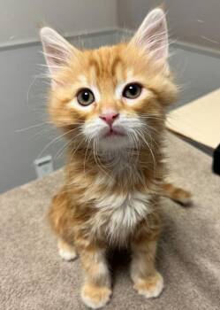 Mecca -  Domestic Medium Hair Cat for Adoption in Oakland, California - Mecca | PetCurious