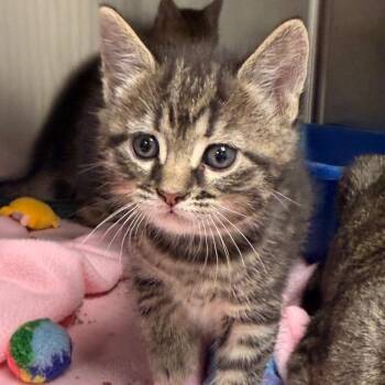 Domestic Short Hair Cats Available for Adoption in Evansville, Indiana - Fievel | PetCurious