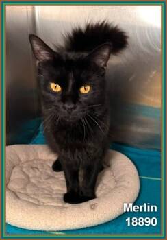 Domestic Medium Hair Cats Available for Adoption in Marietta, Georgia - MERLIN | PetCurious