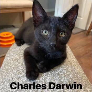 Charles Darwin -  Bombay Cat for Adoption in Clayton, California - Charles Darwin | PetCurious
