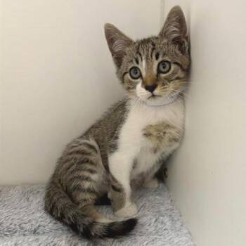 Monopoly -  Domestic Short Hair Cat for Adoption in Long Beach, California - Monopoly | PetCurious