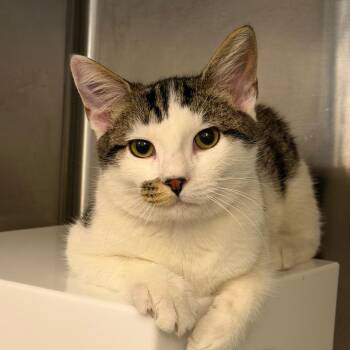 Honor Roll -  Domestic Short Hair Cat for Adoption in Los Angeles, California - Honor Roll | PetCurious