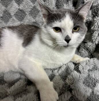 Casanova -  Domestic Short Hair Cat for Adoption in Columbus, Minnesota - Casanova | PetCurious
