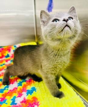 Domestic Short Hair Cats Available for Adoption - Xavier (Petsmart) | PetCurious