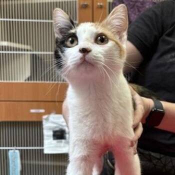 Kona -  Domestic Short Hair Cat for Adoption in Murray, Utah - Kona | PetCurious