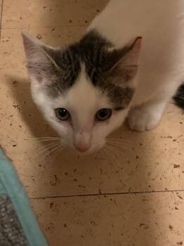 Rescue Domestic Short Hair Cats for Adoption in Cloquet, Minnesota - Pooh | PetCurious