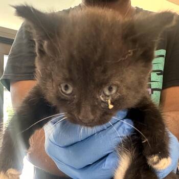 Larry -  Domestic Short Hair Cat for Adoption in Allentown, Pennsylvania - Larry | PetCurious