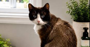 Kevin -  Snowshoe Cat for Adoption in Westwood, New Jersey - Kevin | PetCurious