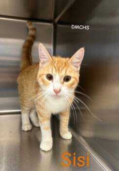 Sisi -  Domestic Short Hair Cat for Adoption in Burlington, Iowa - Sisi | PetCurious