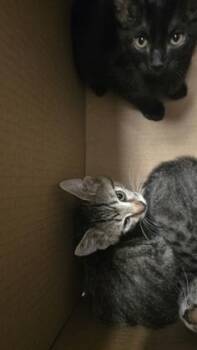 Thing 1 -  Domestic Short Hair Cat for Adoption in Wichita, Kansas - Thing 1 | PetCurious