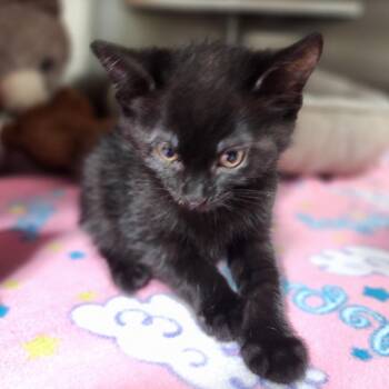 Gizmo -  Domestic Short Hair Cat for Adoption in Dixon, Illinois - Gizmo | PetCurious
