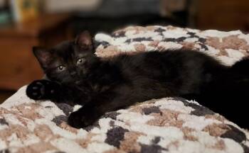 Rescue Domestic Short Hair Cats for Adoption in Pickering, Ontario - Batman | PetCurious