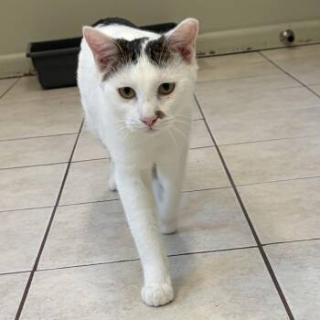Turkey -  Domestic Short Hair Cat Available for Adoption in Peconic, New York - Turkey | PetCurious