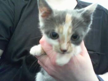 A1268067 -  Domestic Short Hair Cat for Adoption in Charlotte, North Carolina - A1268067 | PetCurious