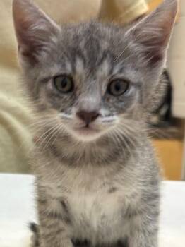 Domestic Short Hair Cats Available for Adoption in Elizabethton, Tennessee - NUGGET | PetCurious