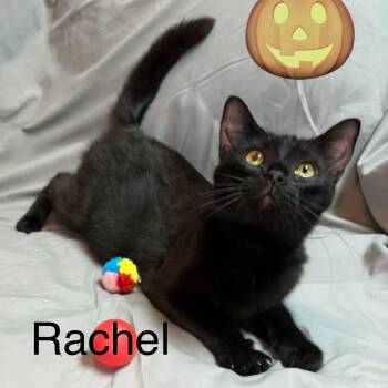 Rachel -  Bombay and Domestic Short Hair Cat for Adoption in Wyandotte, Michigan - Rachel | PetCurious