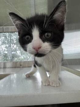 Ren -  Domestic Short Hair Cat for Adoption in Westland, Michigan - Ren | PetCurious