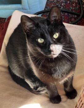 Rescue Domestic Short Hair Cats for Adoption in Brighton, New York - Noah | PetCurious