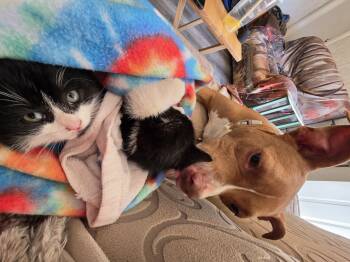 Domestic Short Hair Cats Available for Adoption in Hickory, North Carolina - Astra | PetCurious