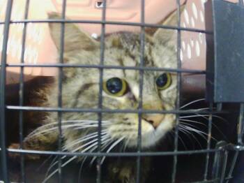 PENELOPE -  Domestic Long Hair Cat for Adoption in Charlotte, North Carolina - PENELOPE | PetCurious