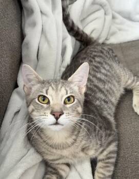 Cougar -  Domestic Short Hair Cat for Adoption in Calverton, Maryland - Cougar | PetCurious
