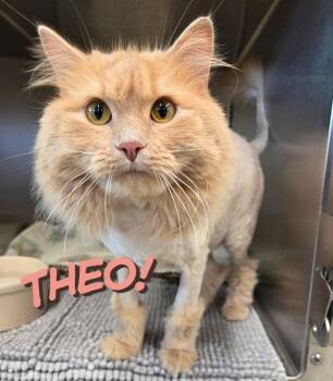 Theo -  Domestic Long Hair Cat for Adoption in Nevada, Iowa - Theo | PetCurious