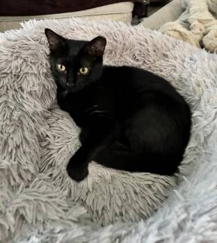 Teddie Girl 2 -  Domestic Short Hair Cat for Adoption - Teddie Girl 2 | PetCurious