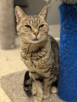 Rescue Domestic Short Hair Cats for Adoption in Waupun, Wisconsin - Lilabet | PetCurious