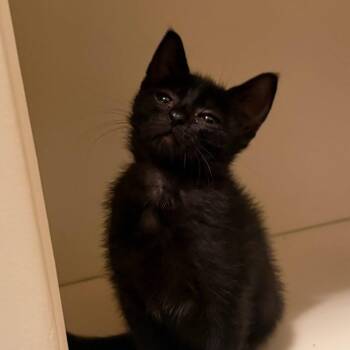 Laverne -  American Shorthair Cat for Adoption in Spring Hill, Kansas - Laverne | PetCurious
