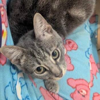 Primrose -  Domestic Short Hair Cat for Adoption in Liverpool, Texas - Primrose | PetCurious