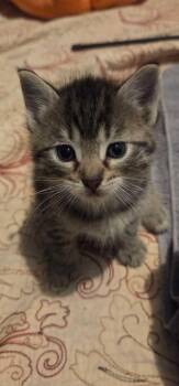 Domestic Short Hair Cats Available for Adoption in Saint Charles, Missouri - Simba  | PetCurious