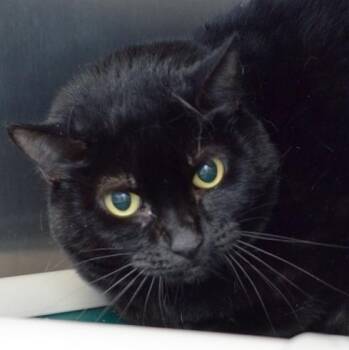 Tiny -  Domestic Short Hair Cat for Adoption in Sanford, Florida - Tiny | PetCurious