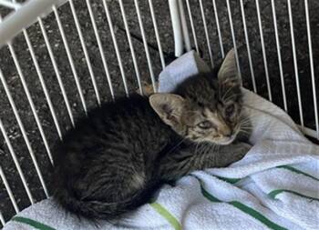 Domestic Short Hair Cats Available for Adoption in Palmetto, Florida - PEARL | PetCurious