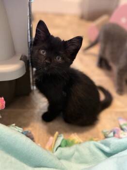 Thelma (GFRCC) KS -  Domestic Short Hair Cat for Adoption in Metamora, Illinois - Thelma (GFRCC) KS | PetCurious