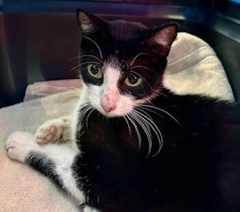 Rescue Domestic Short Hair Cats for Adoption in Sherwood, Arkansas - Peggy | PetCurious