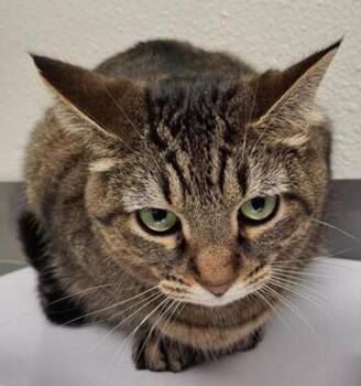 Domestic Short Hair Cats Available for Adoption - Bear | PetCurious