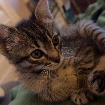 Matcha 16 -  Domestic Short Hair Cat for Adoption in Austin, Texas - Matcha 16 | PetCurious