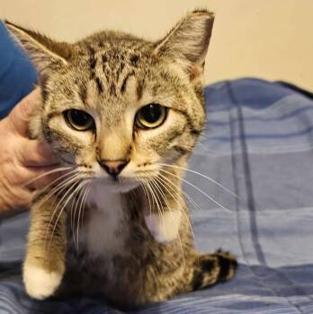 Rescue Tabby Cats for Adoption in Biloxi, Mississippi - Rollie | PetCurious