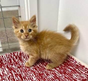 Cutie -  Domestic Medium Hair Cat for Adoption in Westlake Village, California - Cutie | PetCurious