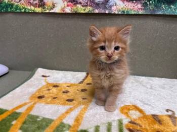 Domestic Medium Hair and Domestic Short Hair Cats Available for Adoption in Moreno Valley, California - A550509 | PetCurious