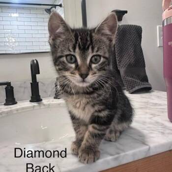 Domestic Short Hair Cats Available for Adoption - Diamond Back C11103 | PetCurious