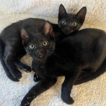 Dolly & Betsy Ehlers bonded pair -  Domestic Short Hair Cat for Adoption in Morrison, Colorado - Dolly & Betsy Ehlers Bonded Pair | PetCurious